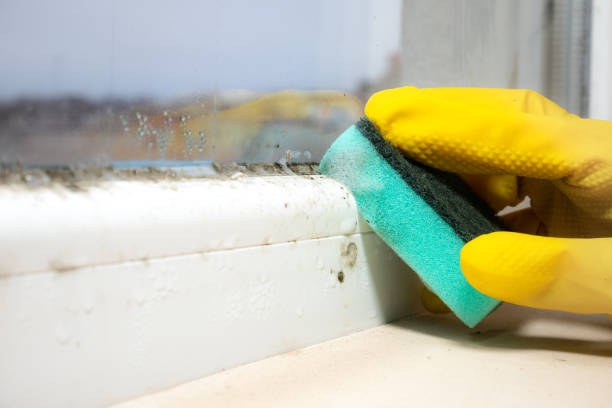 Professional Mold Inspection, Removal & Remediation in Lincoln Park, NY